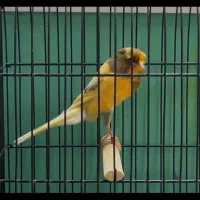 قناری|پرنده|بناب, |دیوار