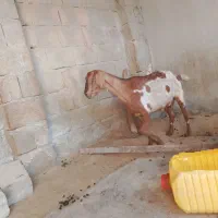 کهره اووس