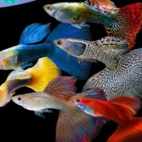 ۱۸نژاد ماهی گوپی و۱۶نژاد ماهی تترا رسید