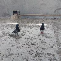 کبوتر کله سیاه