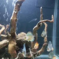 ماهی شیشه ای یاهمون گلکسی