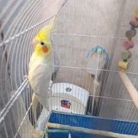 عروس هلندی سخنگو