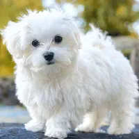 سگ شیتزو سایز ریز