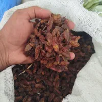 کشمش افتابی