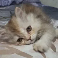 فندق|گربه|مشهد, الهیه|دیوار