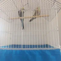 عروس هلندی سخن گو