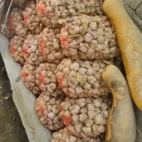 سیر|خوردنی و آشامیدنی|بندرعباس, |دیوار