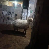 یک عدد کاور مغان