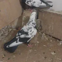 کفتر