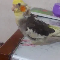 عروس هلندی گمشده در نورآباد