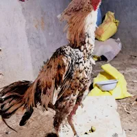خروس لاری نسل