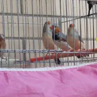 فنچ بنگالی و کینگ