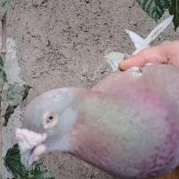 کفتر مسافتی|پرنده|زاهدان, |دیوار
