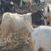 بزغاله نر