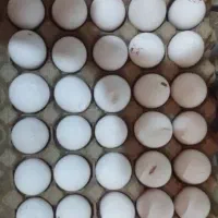 تخم مرغ شکسته