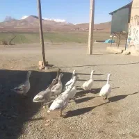 غازاکثرن‌نرمحدوده‌صحنه