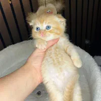 گربه جینجر و جینجر وایت