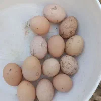 تخم مرغ محلی