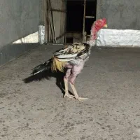 خروس لاری