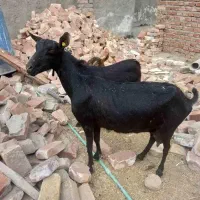 ‌بز مور سیاه درجه یک