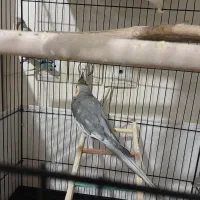 عروس هلندی نر سینامون سخنگو