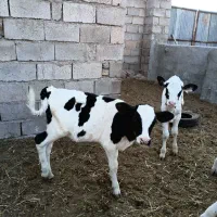 فروش دو راس گوساله ماده