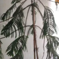 درختچه سرو طبیعی