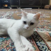 گربه خانگی