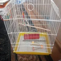 سلام قفس عروس هلندی