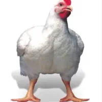 مرغ گوشتی
