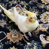 گمشده عروس هلندی