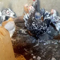 تخم مرغ گلین نطفه دار