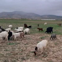 فروشی