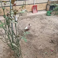 کبوتر|پرنده|شوش, |دیوار