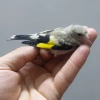 جوجه سهره نر عطیقه شاه تخم