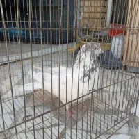 کبوتر پرشی
