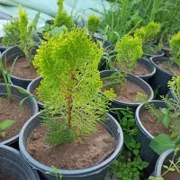 کامیس نوکدار و زبر سطلی