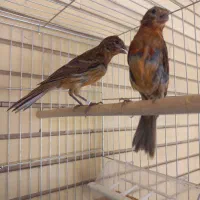 قناری جوجه سرخ اصیل شیرازی