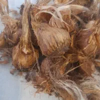 پیاز زعفران