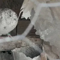 کبوترگرفتنی