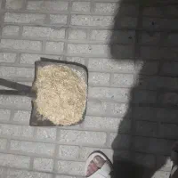 کاه کندم