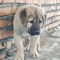 واگذاری سگ توله نر عراقی پژدر