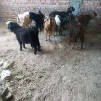 چپش کچی قویون