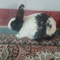 خرگوش خانگی سالم