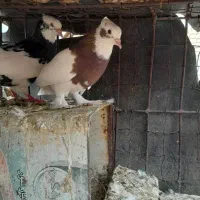 کبوتر طوقی
