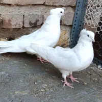کبوتر
