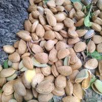 بادام شیرین درختی