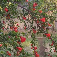 جویای کار نگهبانی باغ یا باغ ویلا هستم دونفر