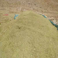 فروش جاشیر دام قیمت توافقی