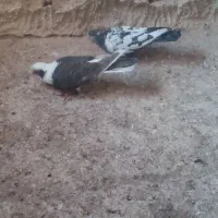 ۴عدد کفتر